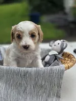 Allie, a female Cavapoo for sale in Schellsburg, PA – 3 of 3