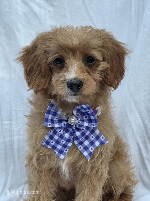 Ava – Cavapoo puppy for sale in Schellsburg, PA