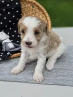 Allie, a female Cavapoo for sale in Schellsburg, PA – 2 of 3