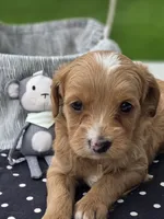 Ava, a female Cavapoo for sale in Schellsburg, PA – 3 of 3