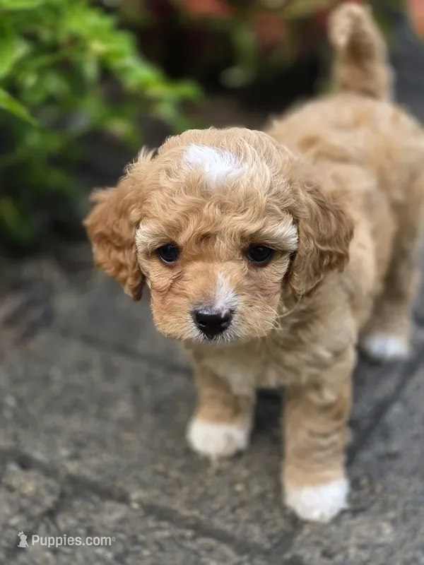 Aspen – Cavapoo puppy for sale in Schellsburg, PA