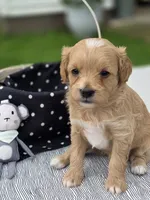 Anya, a female Cavapoo for sale in Schellsburg, PA – 3 of 3