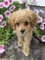 Anya, a female Cavapoo for sale in Schellsburg, PA – 1 of 6