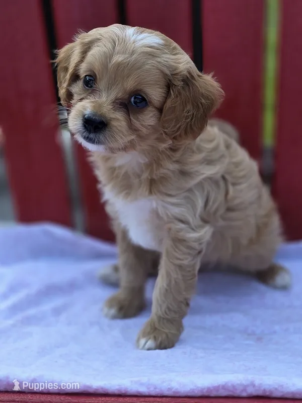 Anya – Cavapoo puppy for sale in Schellsburg, PA
