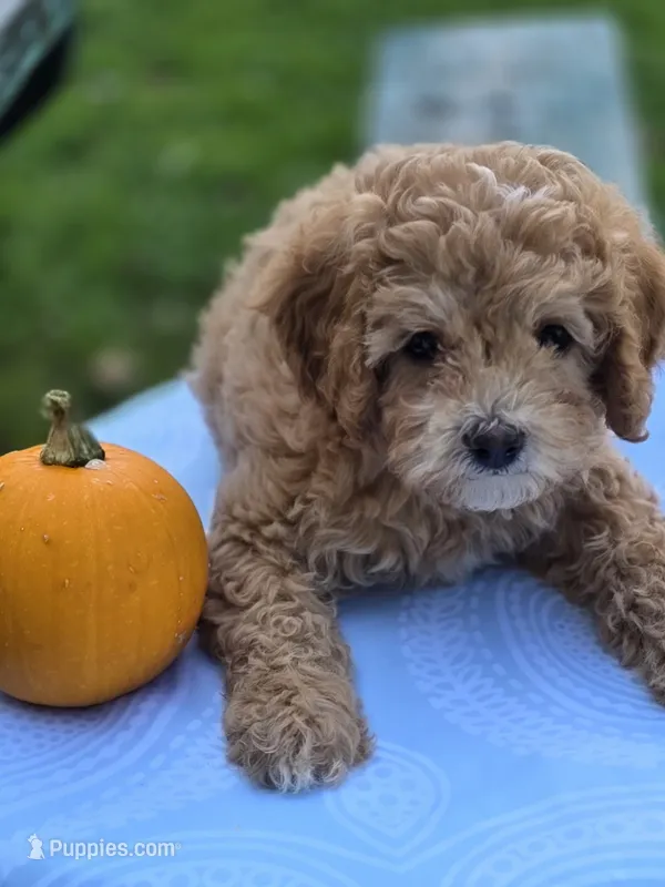 Alex – Cavapoo puppy for sale in Schellsburg, PA