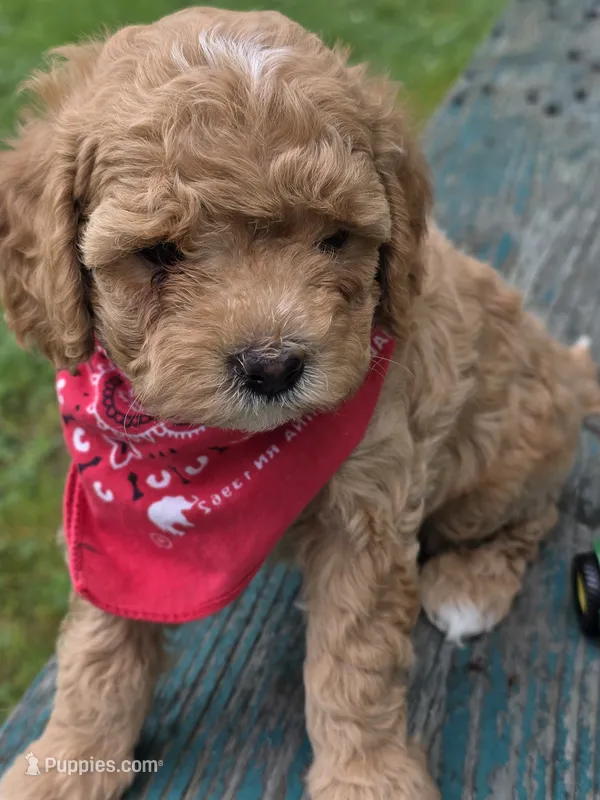 Alex – Cavapoo puppy for sale in Schellsburg, PA