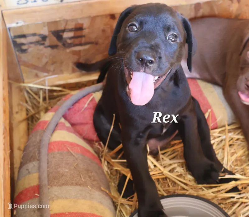 Rex – Labradoodle puppy for sale in Clymer, PA