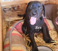 Rex, a male Labradoodle for sale in Clymer, PA – 1 of 1