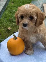 Aspen, a male Cavapoo for sale in Schellsburg, PA – 3 of 3