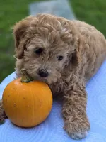 Alex, a male Cavapoo for sale in Schellsburg, PA – 2 of 5