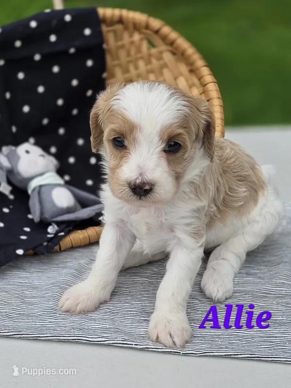 Allie – Cavapoo puppy for sale in Schellsburg, PA