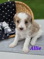 Allie, a female Cavapoo for sale in Schellsburg, PA – 1 of 3