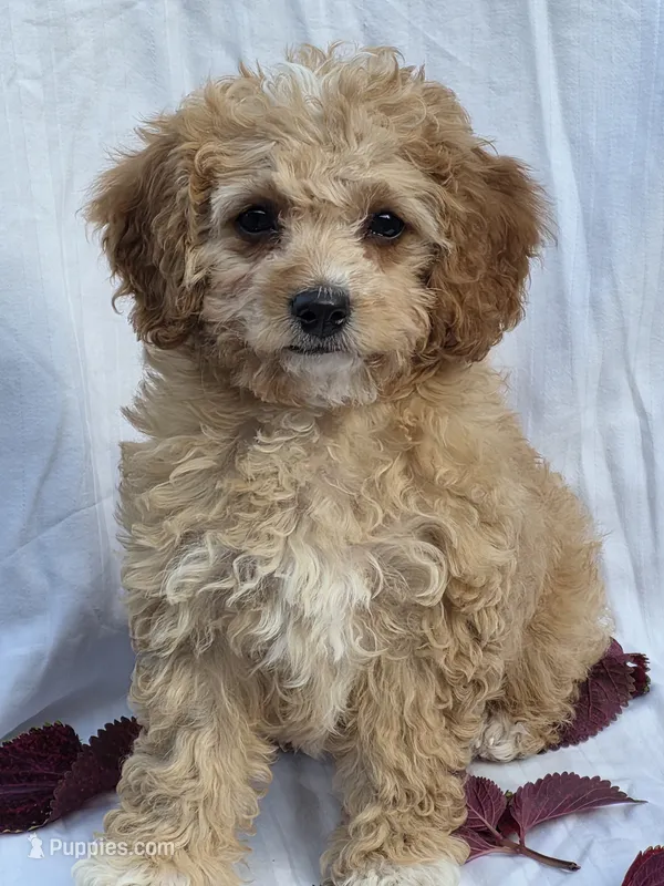 Aspen – Cavapoo puppy for sale in Schellsburg, PA
