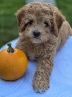 Alex, a male Cavapoo for sale in Schellsburg, PA – 4 of 5