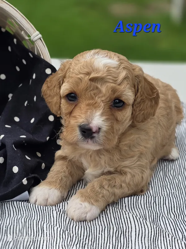 Aspen – Cavapoo puppy for sale in Schellsburg, PA