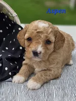 Aspen, a male Cavapoo for sale in Schellsburg, PA – 1 of 2