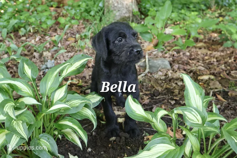 Bella – Labradoodle puppy for sale in Clymer, PA
