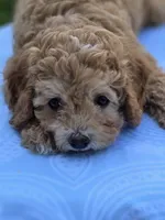 Alex, a male Cavapoo for sale in Schellsburg, PA – 3 of 5