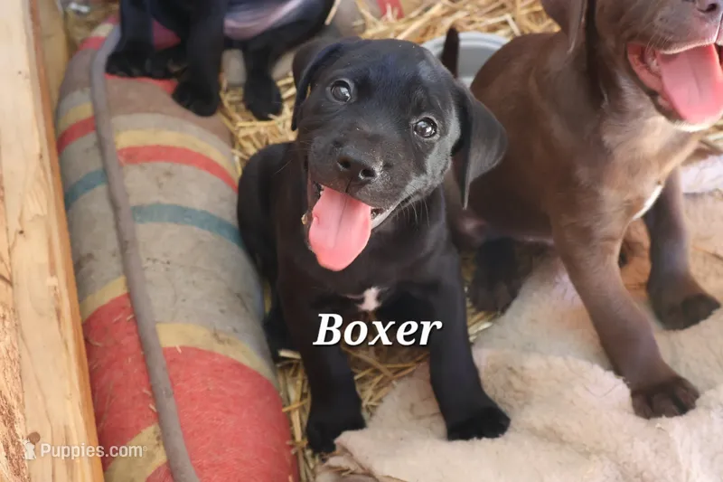 Boxer – Labradoodle puppy for sale in Clymer, PA