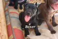 Boxer, a male Labradoodle for sale in Clymer, PA – 1 of 1