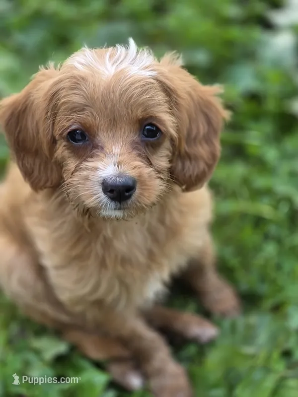 Ava – Cavapoo puppy for sale in Schellsburg, PA