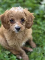 Ava, a female Cavapoo for sale in Schellsburg, PA – 1 of 5