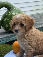 Aspen, a male Cavapoo for sale in Schellsburg, PA – 2 of 3