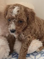 Chico, a male Cavapoo for sale in Schellsburg, PA – Photo 1 of 2