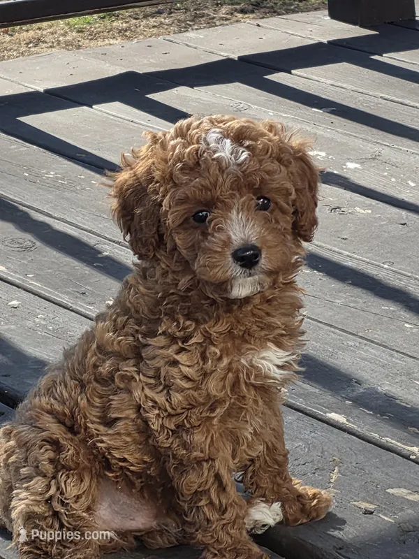 Chico – Cavapoo puppy for sale in Schellsburg, PA