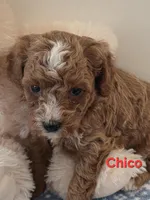 Chico, a male Cavapoo for sale in Schellsburg, PA – Photo 2 of 2