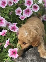Anya, a female Cavapoo for sale in Schellsburg, PA – 6 of 6