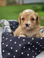 Aspen, a male Cavapoo for sale in Schellsburg, PA – 2 of 2