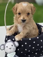 Anya, a female Cavapoo for sale in Schellsburg, PA – 2 of 3