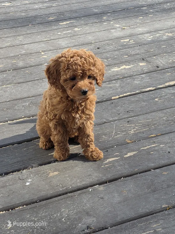 Letí – Cavapoo puppy for sale in Schellsburg, PA