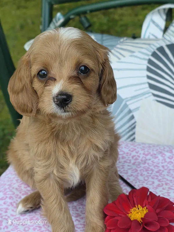 Ava – Cavapoo puppy for sale in Schellsburg, PA