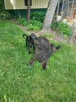 Boxer, a male Labradoodle for sale in Clymer, PA – 2 of 3