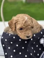 Alex, a male Cavapoo for sale in Schellsburg, PA – 3 of 3