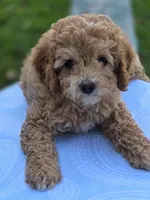 Alex, a male Cavapoo for sale in Schellsburg, PA – 5 of 5