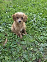 Ava, a female Cavapoo for sale in Schellsburg, PA – 2 of 5
