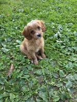 Ava, a female Cavapoo for sale in Schellsburg, PA – 4 of 5