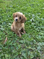 Ava, a female Cavapoo for sale in Schellsburg, PA – 3 of 5