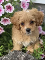 Anya, a female Cavapoo for sale in Schellsburg, PA – 3 of 6
