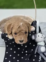 Alex, a male Cavapoo for sale in Schellsburg, PA – 2 of 3