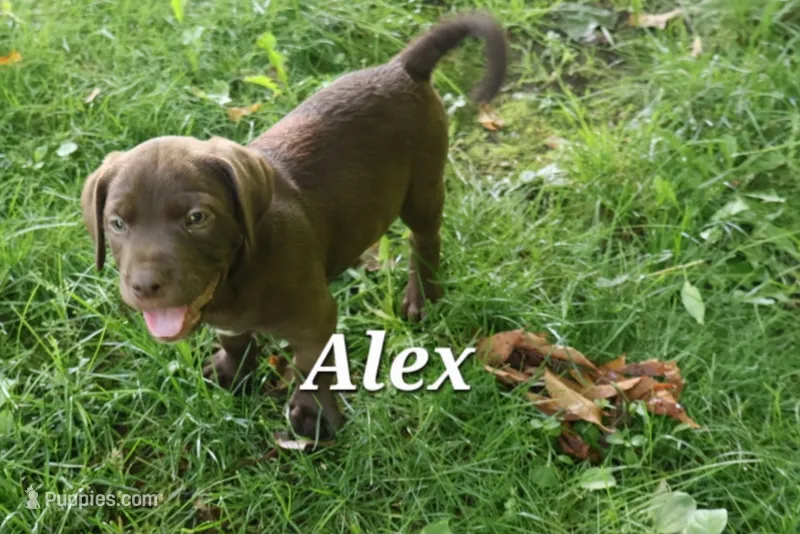 Alex – Labradoodle puppy for sale in Clymer, PA
