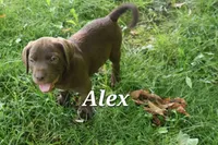 Alex, a male Labradoodle for sale in Clymer, PA – 1 of 1