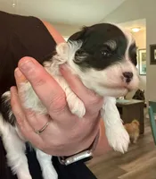 Benz, a male Havanese for sale in Hawthorne, FL – 2 of 9