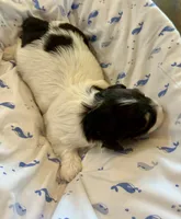 Jose, a male Havanese for sale in Hawthorne, FL – 7 of 8