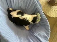 Benz, a male Havanese for sale in Hawthorne, FL – 9 of 9