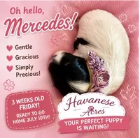 Mercedes, a female Havanese for sale in Hawthorne, FL – 4 of 7