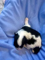Benz, a male Havanese for sale in Hawthorne, FL – 7 of 9